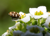 Carpet beetle - Anthrenus verbasci