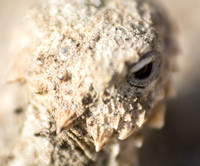 Blainville's Horned Lizard - Phrynosoma blainvillii