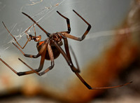 Brown widow - Latrodectus geometricus (male and female)