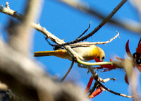 Baltimore Oriole - Icterus galbula