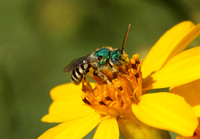 Sweat bee 1 - Agapostemon sp.