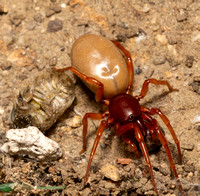 Woodlouse hunter - Dysdera crocata