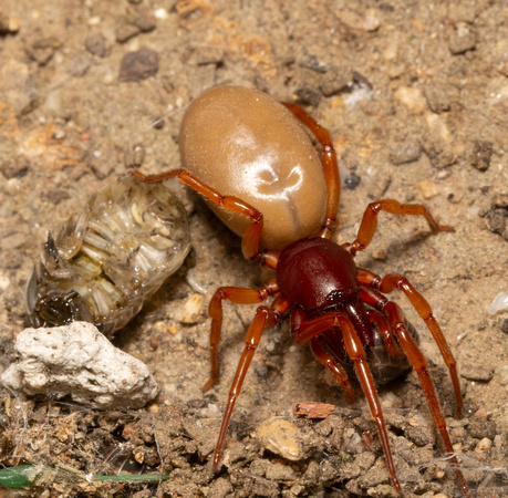 Woodlouse hunter - Dysdera crocata