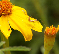 Assassin bug (nymph) - Zelus sp.