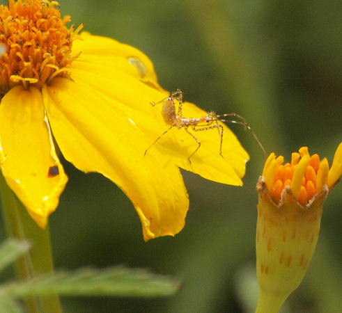 Assassin bug (nymph) - Zelus sp.