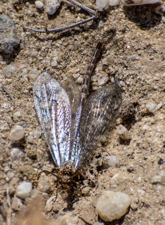Antlion - Family Myrmeleontidae