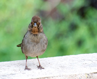 California Towhee - Melozone Crissalis