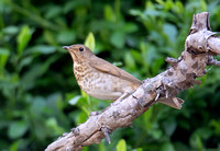 Swainson's Thrush - Catharus ustulatus