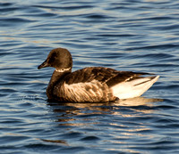 Brant - Branta bernicla