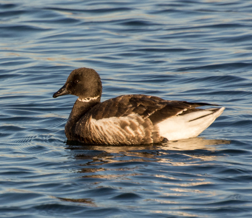 Brant - Branta bernicla