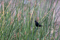 Red-winged Blackbird - Agelaius phoeniceus