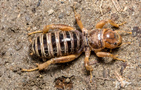 Jerusalem cricket - Ammopelmatus sp.