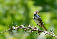 Song Sparrow - Melospiza melodia w/ male