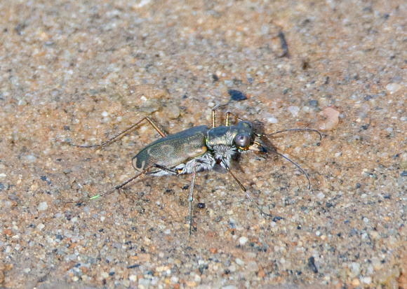 Mudflat Tiger Beetle - Cicindela trifasciata ssp. sigmoidea