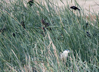 Black-crowned Night Heron - Nycticorax nycticorax with the Tricoloreds