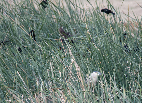 Black-crowned Night Heron - Nycticorax nycticorax with the Tricoloreds