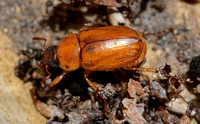 Masked Chafer  - Cyclocephala sp.