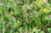 Bermuda Grass - Cynodon dactylon