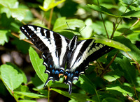 Pale swallowtail - Papilio eurymedon