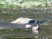 American Wigeon - Anas americana