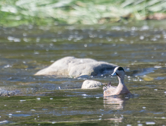 American Wigeon - Anas americana