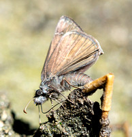 Propertius Duskywing - Erynnis propertius