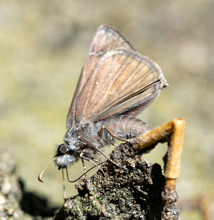 Propertius Duskywing - Erynnis propertius
