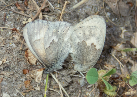 Common ringlet - Coenonympha california