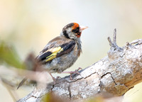 European Goldfinch - Carduelis carduelis