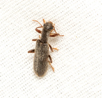 Checkered beetle - Cymatodera (pubescens?)