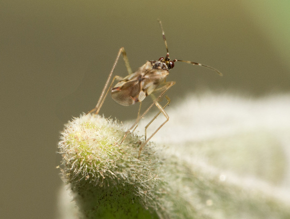 Plant bug - Dicyphus hesperus