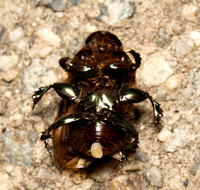 Bronze Dung Beetle - Onitis alexis