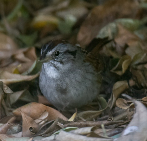 Swamp Sparrow - Melospiza georgiana