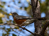 American Robin - Turdus migratorius