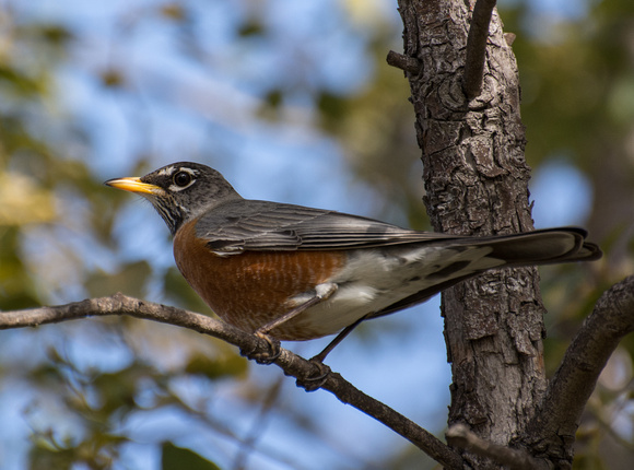 American Robin - Turdus migratorius