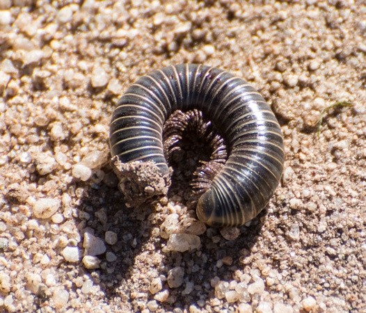 Millipede