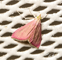 Inornate Pyrausta Moth - Pyrausta inornatalis