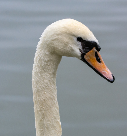 Mute Swan - Cygnus olor