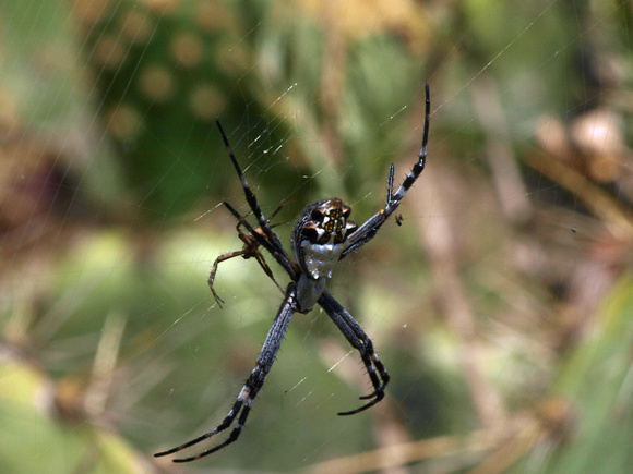 Silver argiope - Argiope argentata