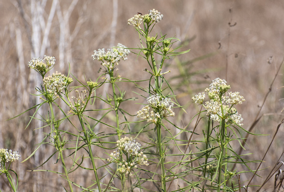 Narrow-leaved milkweed - Asclepias fascicularis