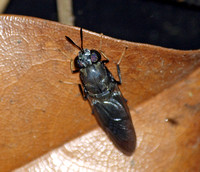 Black soldier fly - Hermita illucens