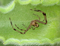 Crab spider 2 - Unidentified sp.