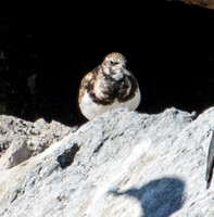 Ruddy Turnstone - Arenaria interpres