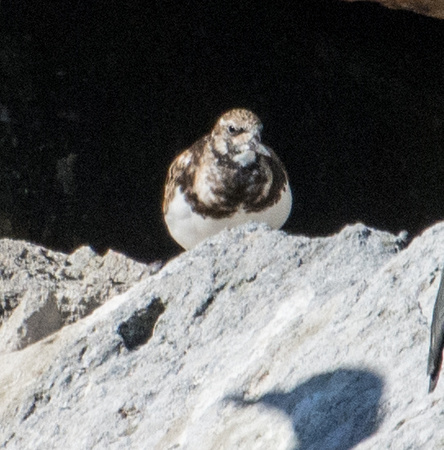 Ruddy Turnstone - Arenaria interpres