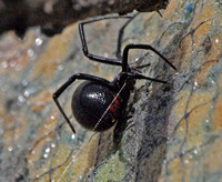 Western black widow - Latrodectus hesperus