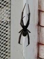 Western black widow - Latrodectus hesperus