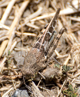 Saussure's Blue-winged Grasshopper - Leprus intermedius