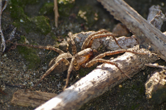 Wolf spider - Lycosa sp.