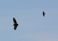 61 and a raven in pursuit