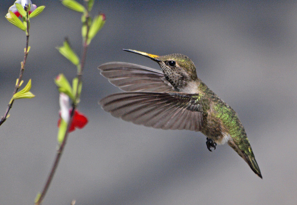 Anna's Hummingbird - Calypte anna